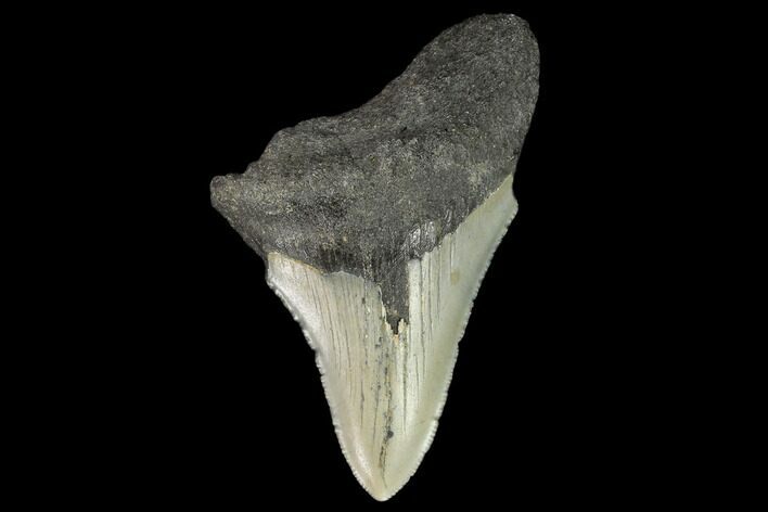 Bargain, Fossil Megalodon Tooth - North Carolina #124772